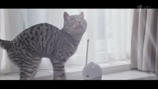 Аdvertising  Реклама Whiskas 2016   Вискас   Любопытным от природы