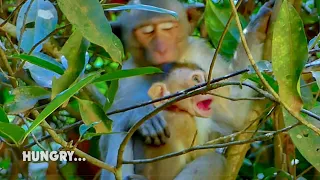 Cry.. Cry... Pitiful baby monkey Elpida very hungry crying loudest request Roberto to go forage