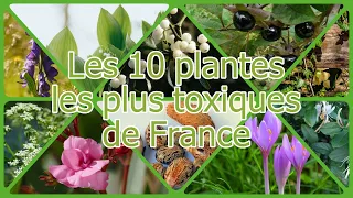 Les 10 plantes les plus toxiques de France.