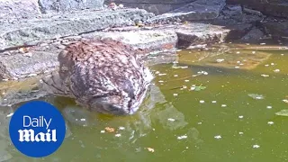Thirsty owl makes rare appearance to bathe and drink