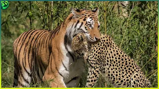 13 Deadliest Tiger Attacks Caught on Camera