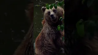 Bears have high IQ #wild #wildlife #animals #knowledge #shorts #shortsfeed #viral #trending #ytshort