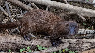 Mink on The River Bank!  Olympus OMD EM1  300mm F-4 , MC20 2x, 150mm F-2.8