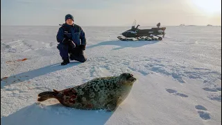 Отбили Нерпу от бродячих собак/Repulsed seal from stray dogs