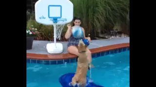 Dog Tales: Pro Pool Basketball Player!