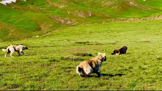 Shepherd dogs took the attack position--we are on the 25th day of migration route