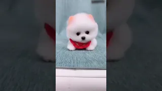 mini pocket Pomeranian dog.. puppy world🥰 #shortvideo