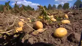 Александр Лукашенко собирает урожай