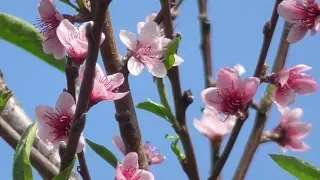 Beautiful Japanese Style Relaxation Music, Peaceful Shakuhachi Melodies, Light Rain, A Gentle Stream