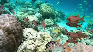 Риф Фихалхохи. Мальдивы | Fihalhohi Underwater. Maldives | 2022 | 2,7K