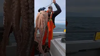 Insane Battle with a Huge Fish Stealing Octopus!  #fishtough #fishing #seafood