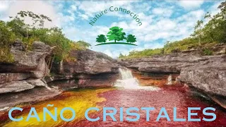 Dive into the Rainbow River Caño Cristales | Most spectacular river | Nature Connection