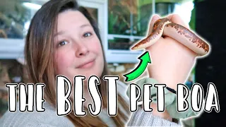 The BEST Pet Boa! ... 10 Reasons Why It's the Kenyan Sand Boa !