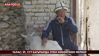 Талас: эт, сүт багытында эчки көбөйткөн фермер