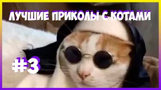 Лютые мемы с котами. КОТ СЪЕЛ НАУШНИК. смешные мемы