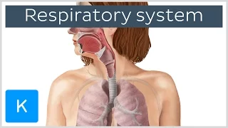 Overview of the Respiratory System (preview) - Human Anatomy | Kenhub