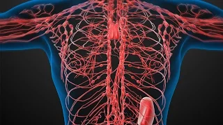 Human Physiology - Lymphatic System: How it Works