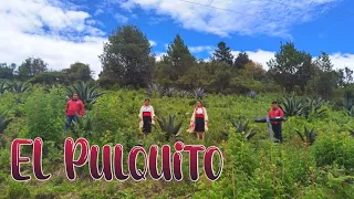 El Único Mixteco - El Pulquito (VIDEO OFICIAL)