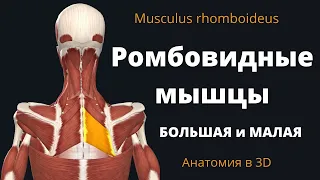 Ромбовидная мышца. Малая и большая ромбовидная мышца. Анатомия.