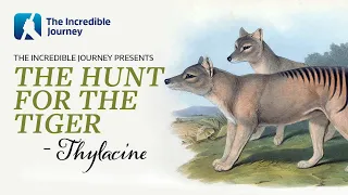 The Extinction Tragedy of the Tasmanian Tiger (Thylacine)