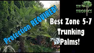 Best Trunking palms for zone 5-7 (Protection required)