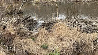 Dam break after beaver removal