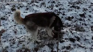 Хаски поймал мышь