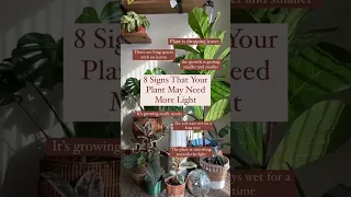 8 Signs Your Plant May Need More Light