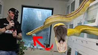 GIANT SNAKE THINKS I'M FOOD!  SNAKE BITE!