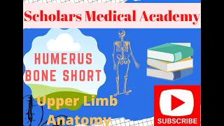 Humerus, Humerus Shorts, Humerus Anatomy: Bone Upper Limb