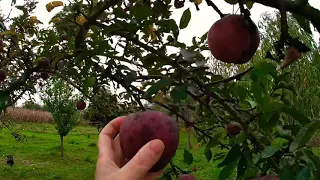 Rural village life, Transylvania