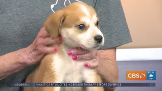 TUESDAY TAILS: Meet Bear from the SPCA of East Texas