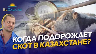 Цены на скот в Казахстане вырастут? Рынок сбыта мяса и КРС в 2024