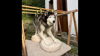 Polyneuropathie Hund - Verlauf August 2023 - Februar 2024