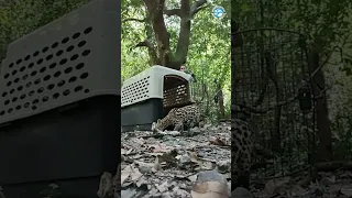 Moby The Margay Wildcat is Returned To The Wild! (Amazing Footage)