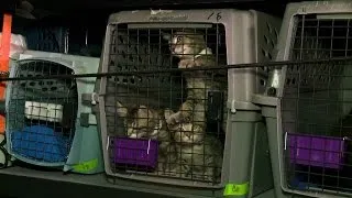 What's That Smell? Jackson Galaxy's Got 50 Kittens In The Car | My Cat From Hell
