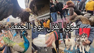 سوق الغزل يوم الجمعة انواع الحيوانات والطيور مخلوقات اول مره تشوفوها '2024/2/16