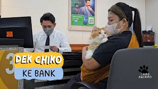 Dek Chiko Ke Bank. funny video, cats, cat, pet, pets, animal, animals, trending, viral, kucing, cute