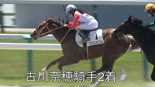 【現地撮影】2024年5月18日京都競馬2Rカフジニホニウム&古川奈穂騎手2着