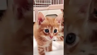 🤣Cat life cute&funny meme tv😂😂No.94 Short Best  by.CocoaLattension  2023 #shorts #cat