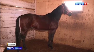 В Бурятии перегоняют лошадей