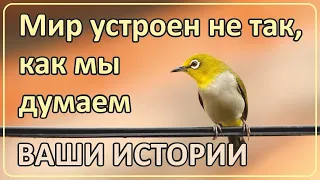 038 Мир устроен гораздо сложнее чем мы думаем