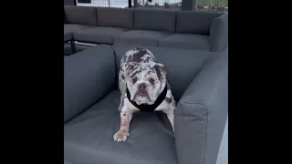 No Dog Chair