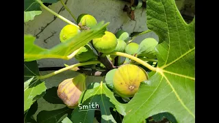 Carlos Rivera's method to grow productive  Figs.