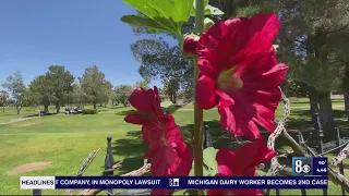 Hollyhocks: Meet the official flowers of Boulder City