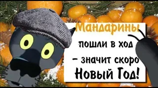 ✔️Новый год — мандарин мне в рот! Дед Мороз — оливье мне в нос! Анекдоты с Волком.#ВГостяхУВолка