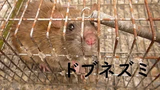 ドブネズミの日常#1 brown rat