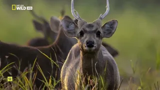 EL LEJANO ORIENTE   Documental Naturaleza HD  Grandes Documentales