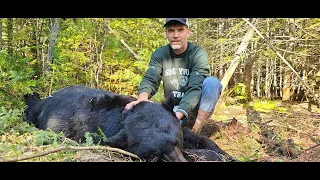 Maine Bruins - How to Trap Black Bears