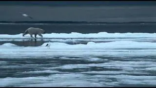 Osos Polares - Los Reyes del Artico